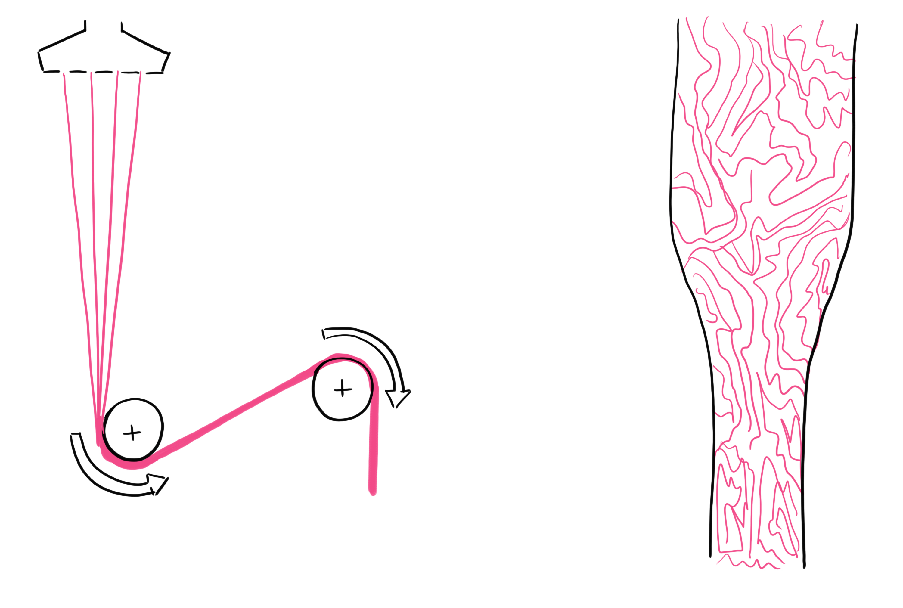 orientation of microfibrils